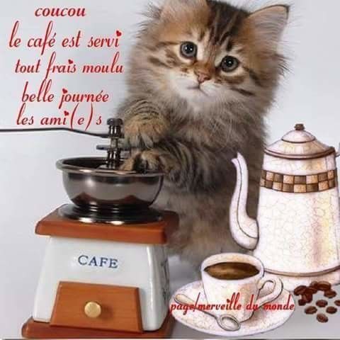 LES chats
