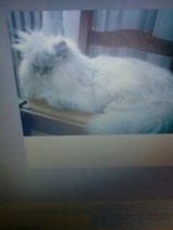 LES chats